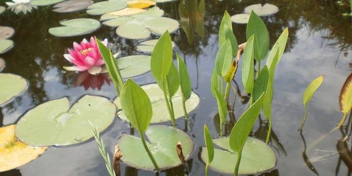 Отворена дворишта 2014