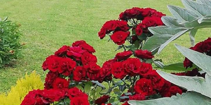 Познати победници манифестације „Отворена дворишта Шумадије 2024“